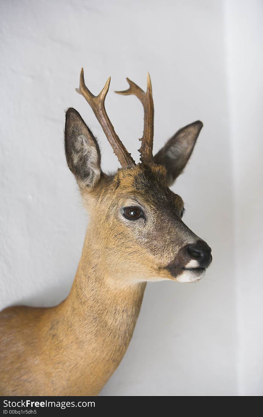 Photo of deer on a hunters wall