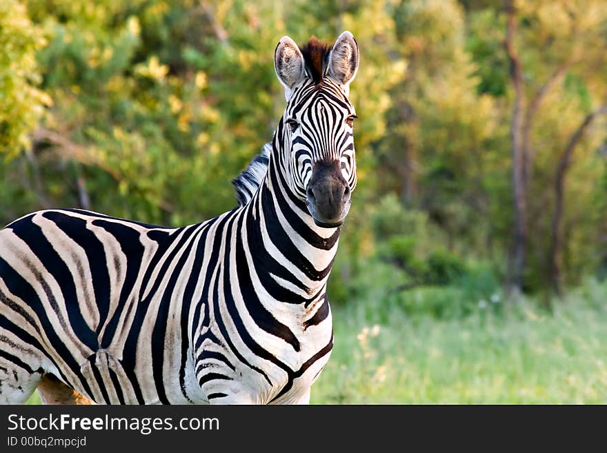 Zebra in summertime in kruger national park