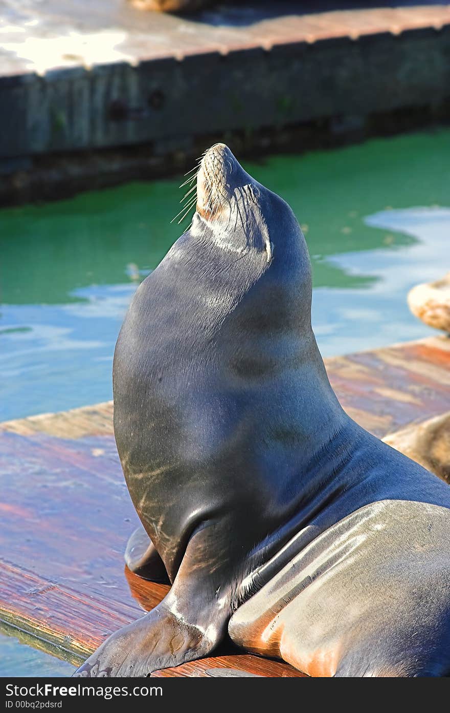 Photo of sea lion enjoying the sun (San Francisco)