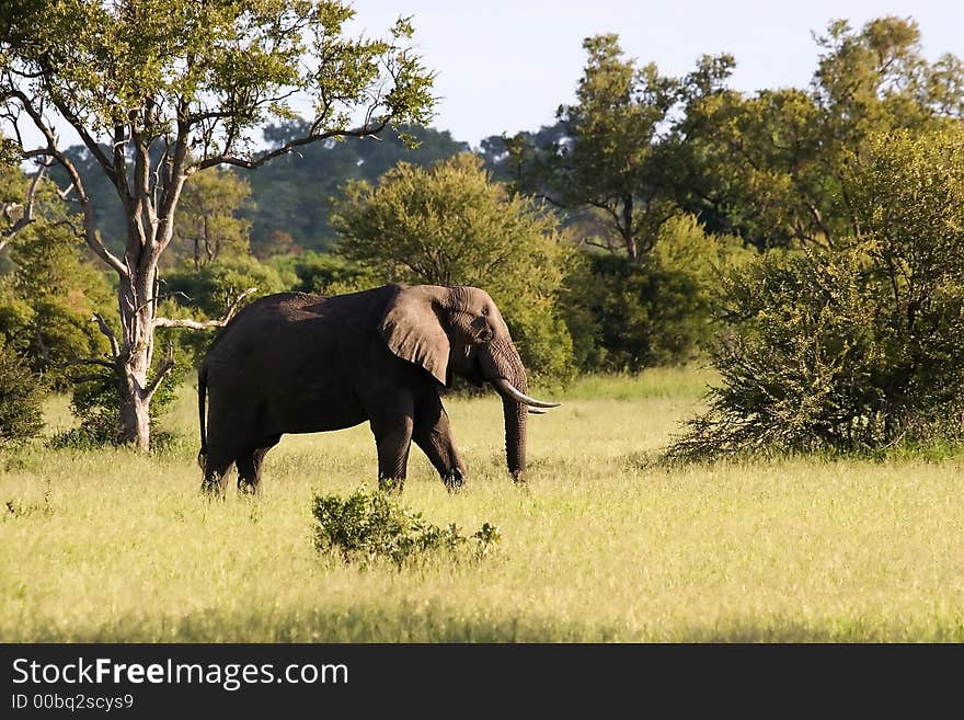 African elephant in Kruger National Park South Africa