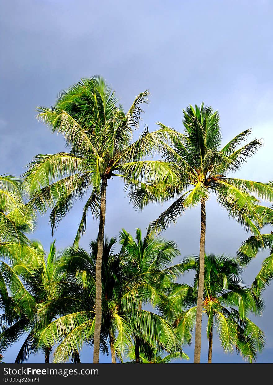 Palms with blue sky as background