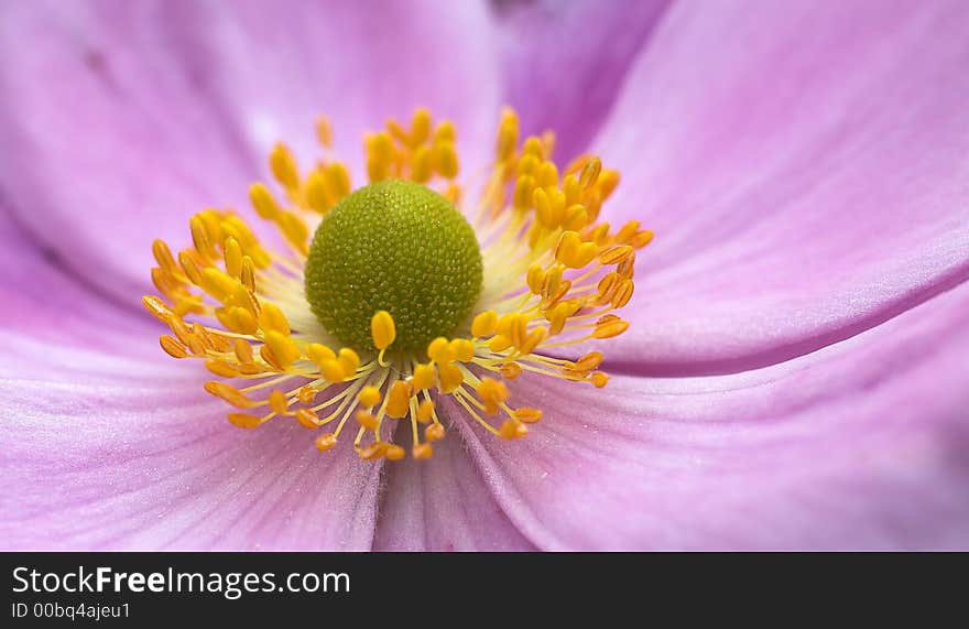 Close-up photo of a beautiful pink garden flower. Close-up photo of a beautiful pink garden flower