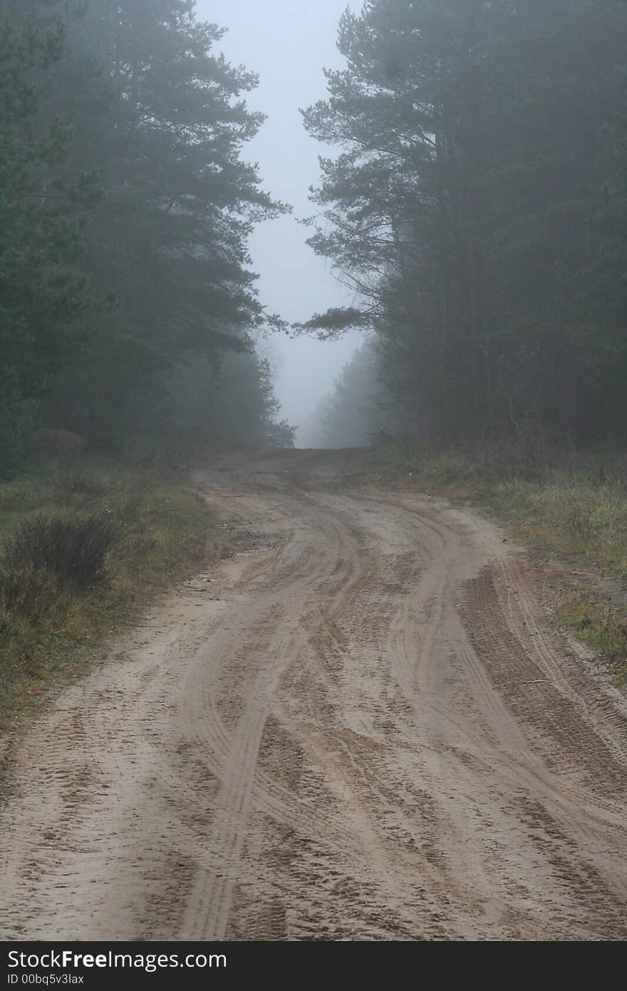 Forest lane in mist in autumn