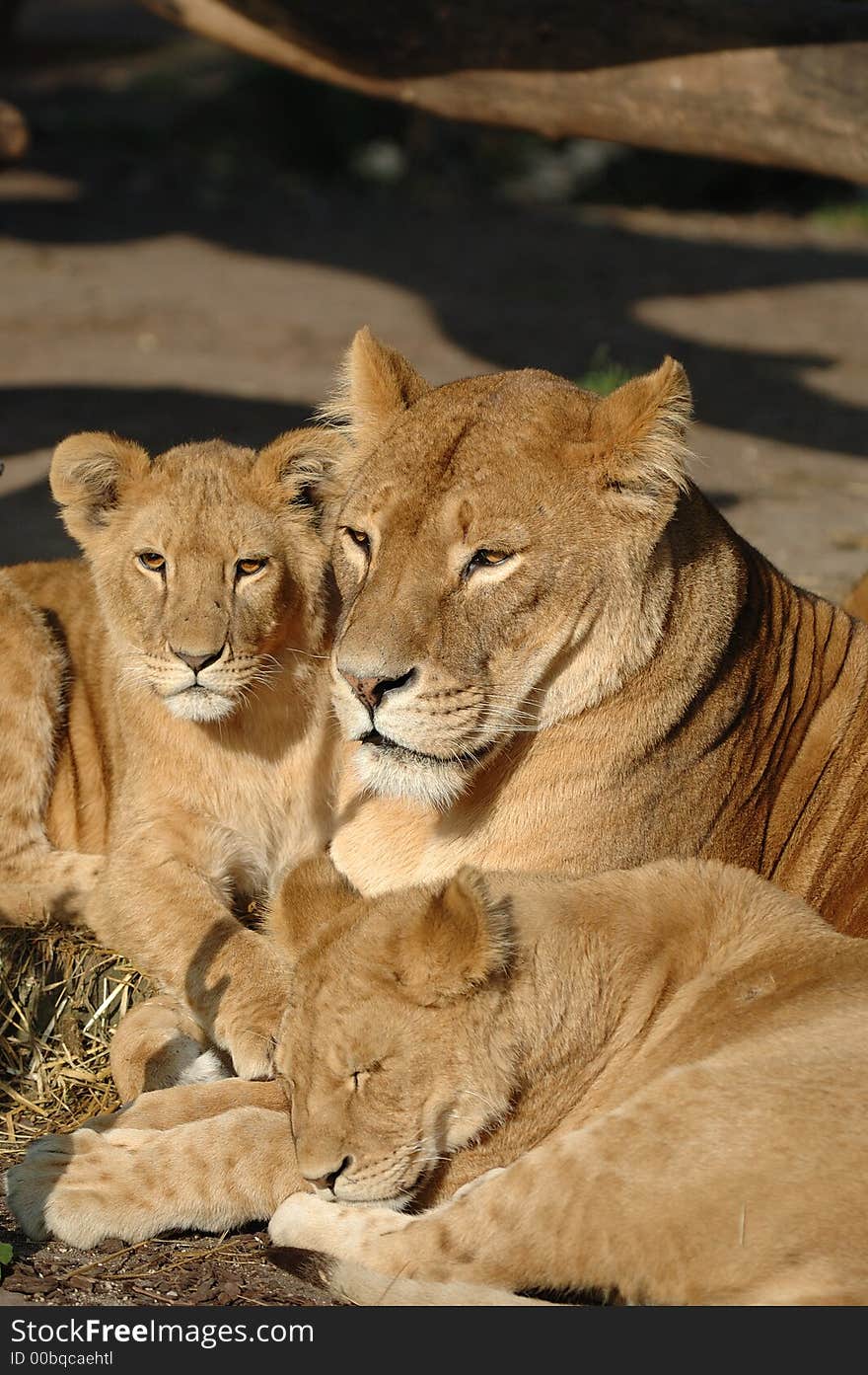 Lion Family