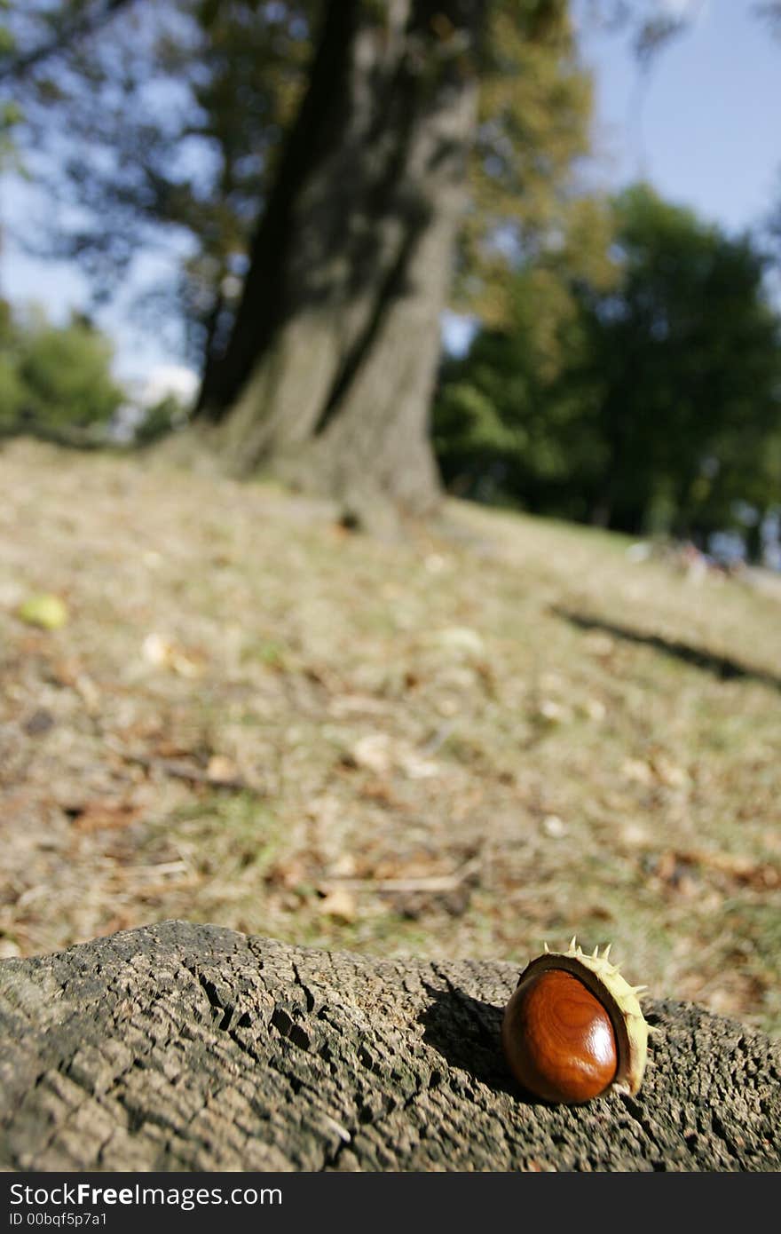 Conker emerging from shell. Chestnut.