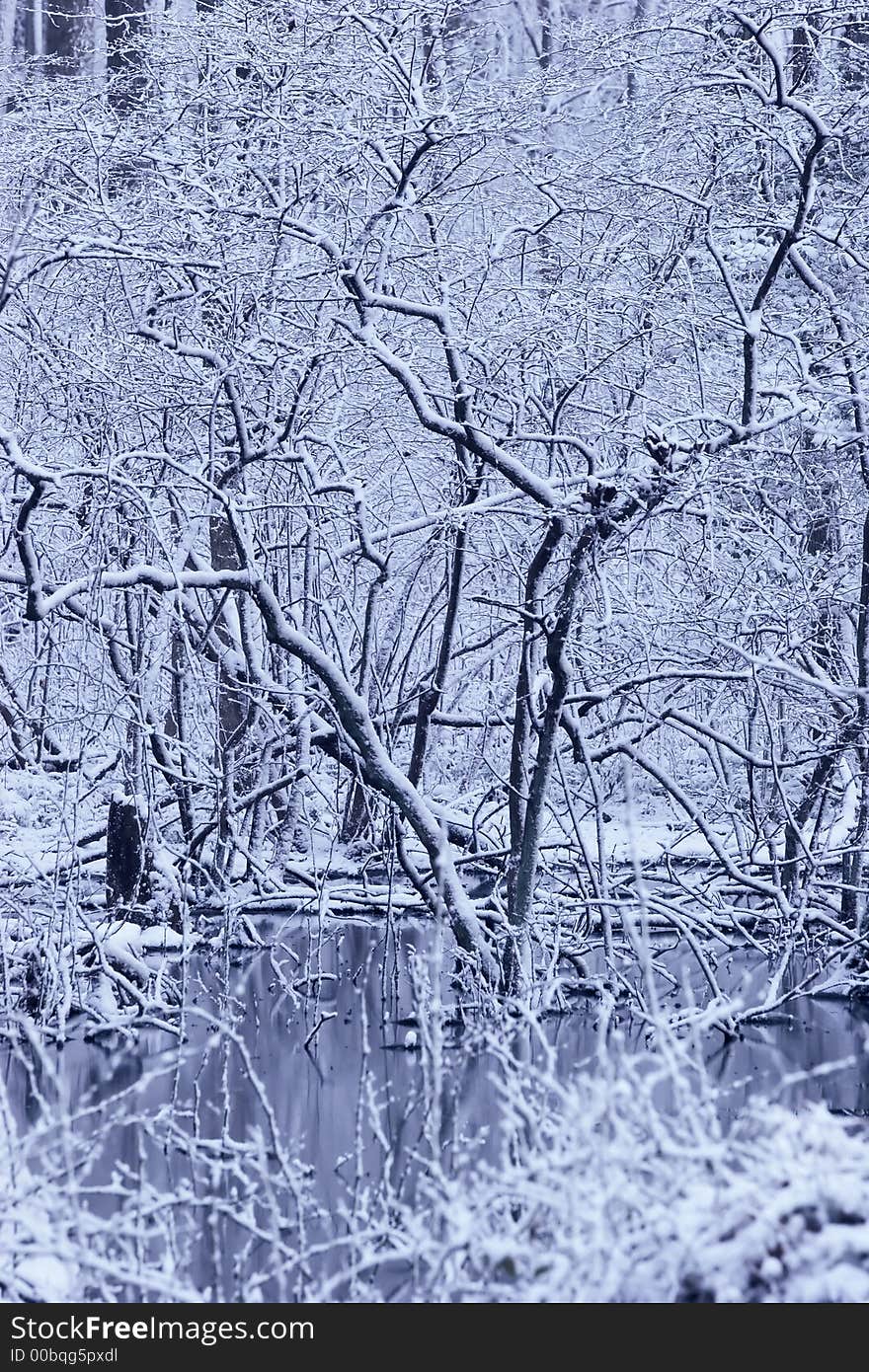 Ice cold photo of a snowy wooded swamp. Ice cold photo of a snowy wooded swamp