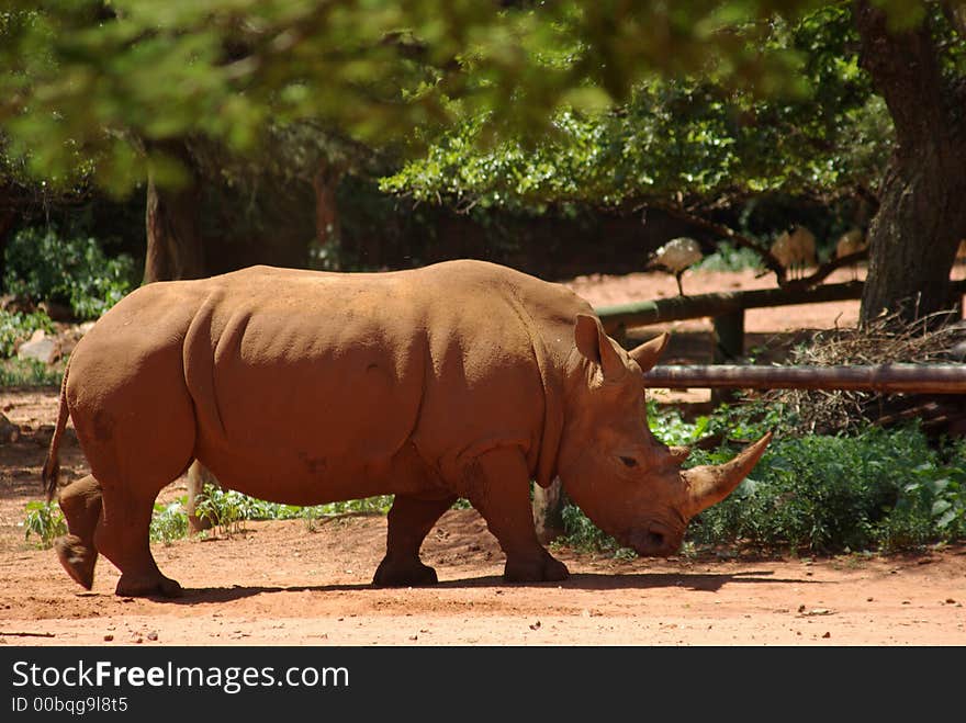 Female white rhino looking for some shade on a hot summer's day at Pretoria Zoo