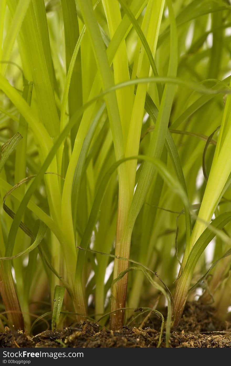 Green young plants in soil. Green young plants in soil