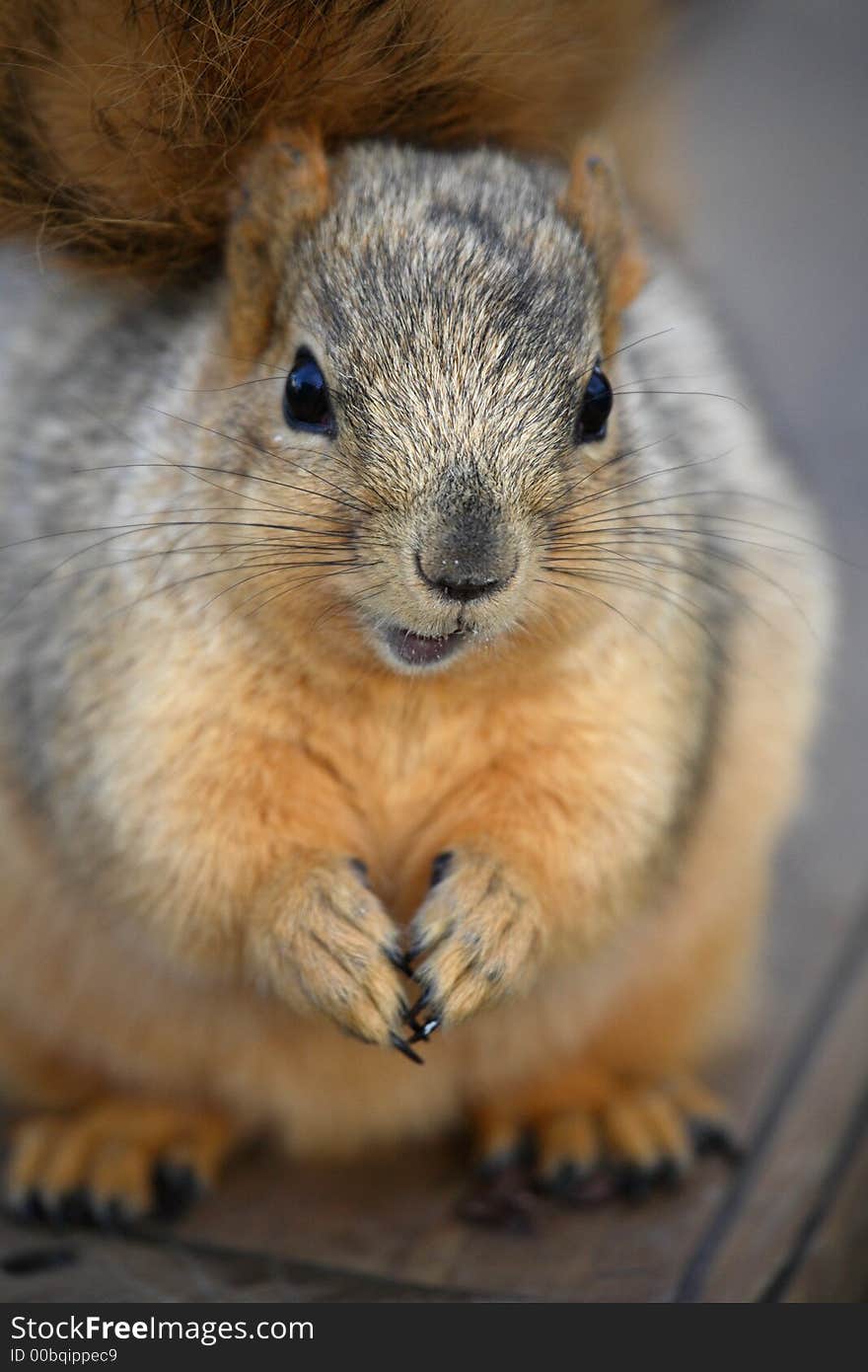 Cute chubby squirrel close up. Cute chubby squirrel close up.