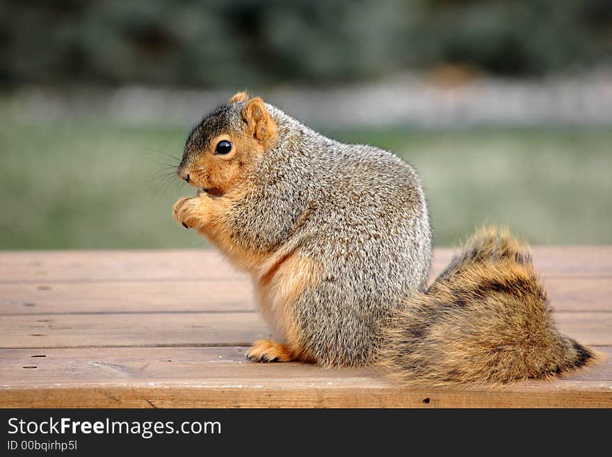 Chubby squirrel eating a nut.