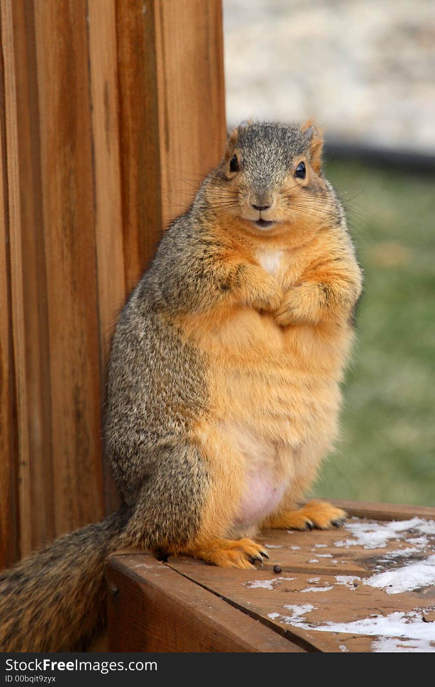 Curious chubby squirrel begging for food. Curious chubby squirrel begging for food.