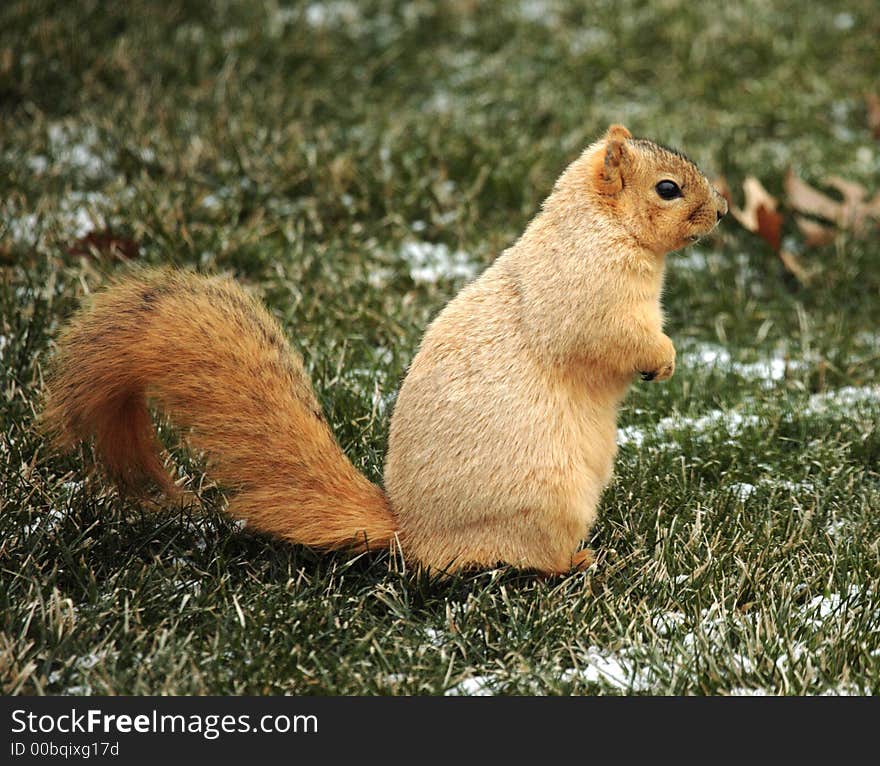 Standing Squirrel