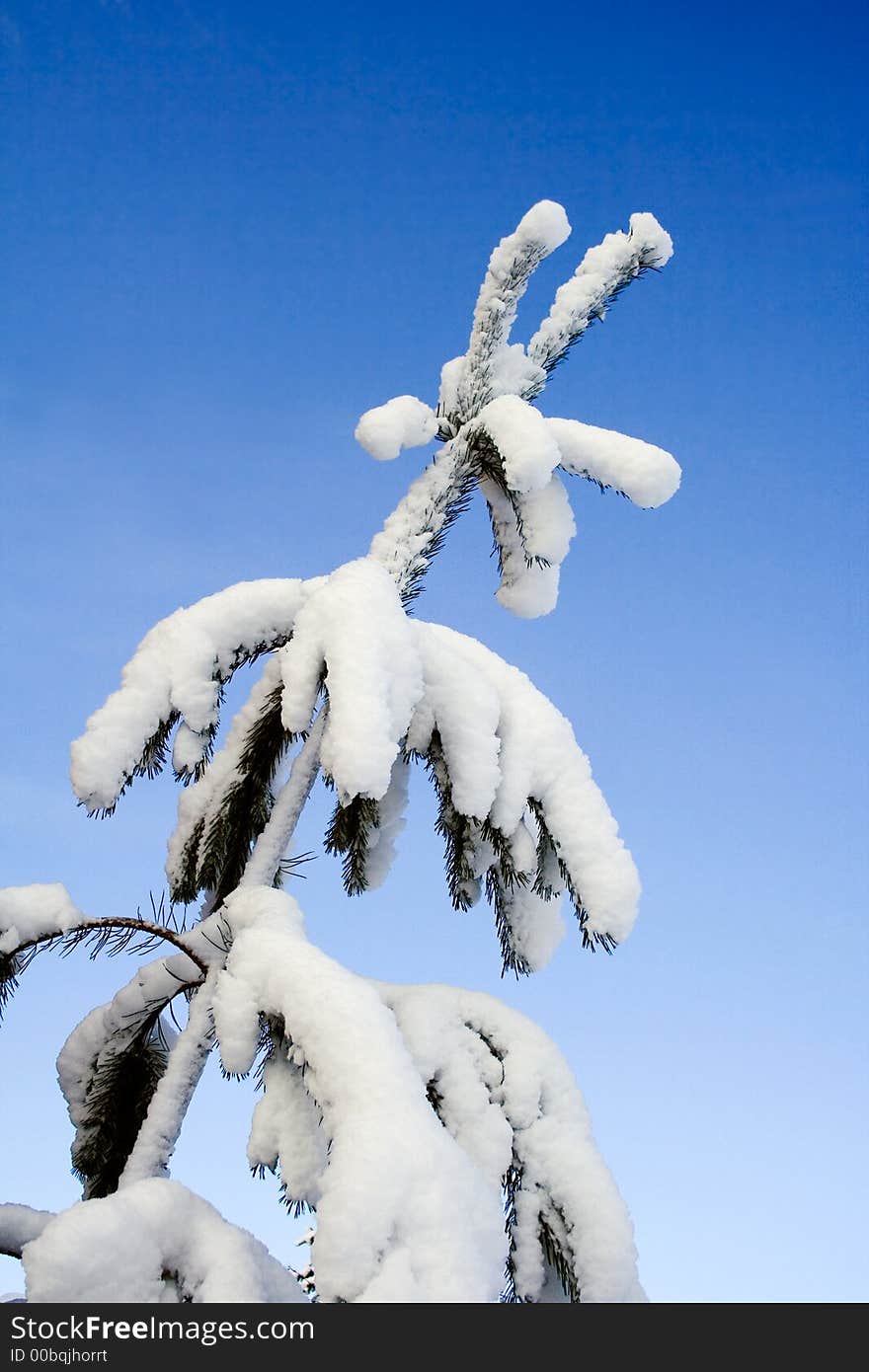 Heavy snow on branches against blue sky