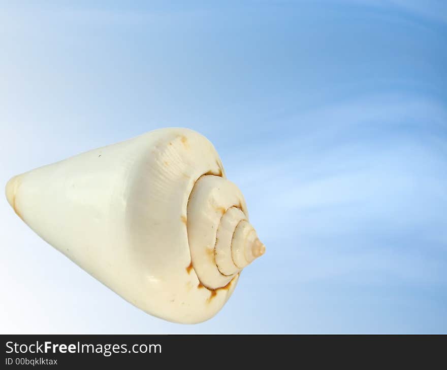 Seashell on the blue background