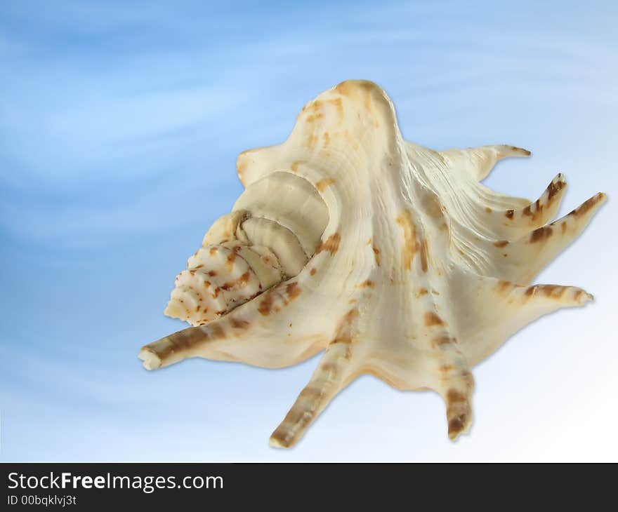 Seashell on the blue background