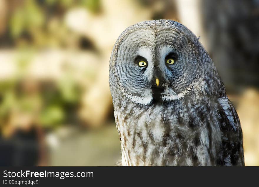 Portrait of a beautiful owl. Portrait of a beautiful owl