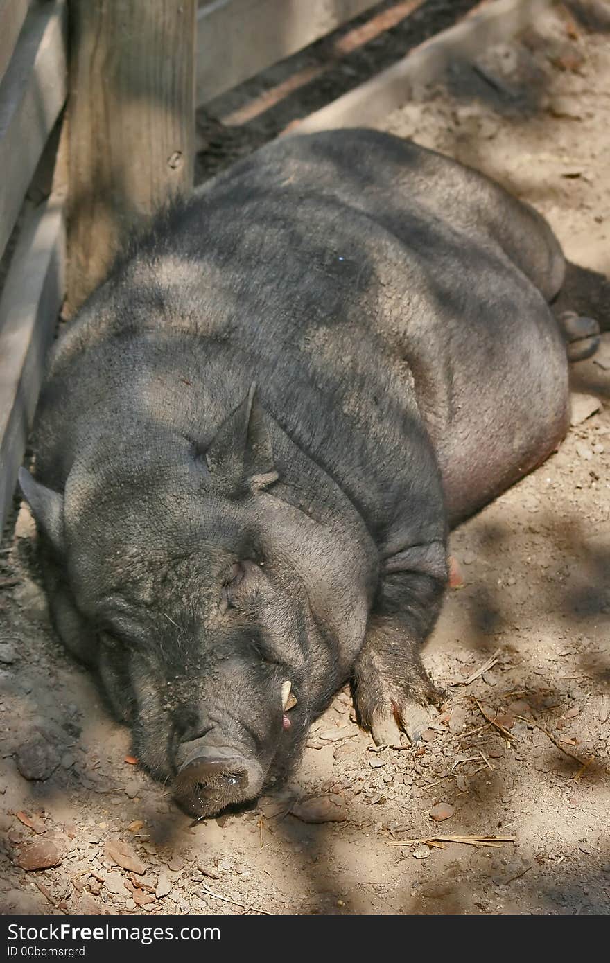 The pig in the zoo in Krakow, Poland. The pig in the zoo in Krakow, Poland.