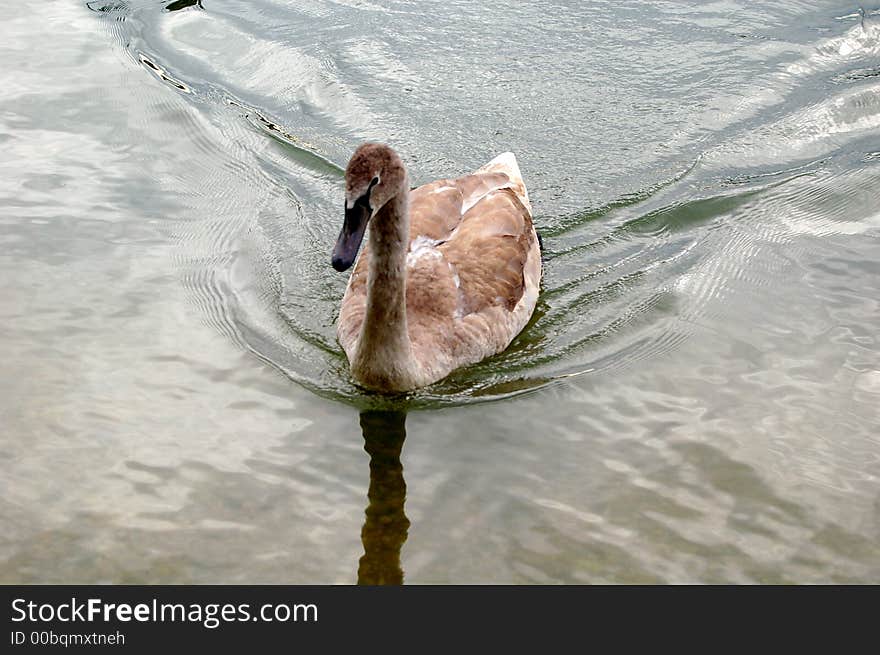 Brown swan on the river Danube in Vienna, Austria, protecting his territory. Swans are very
aggressive species, aggresive even toward humans. Brown swan on the river Danube in Vienna, Austria, protecting his territory. Swans are very
aggressive species, aggresive even toward humans.