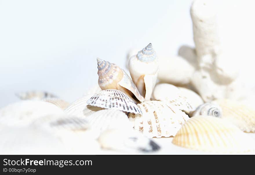 Coral And Cockleshells