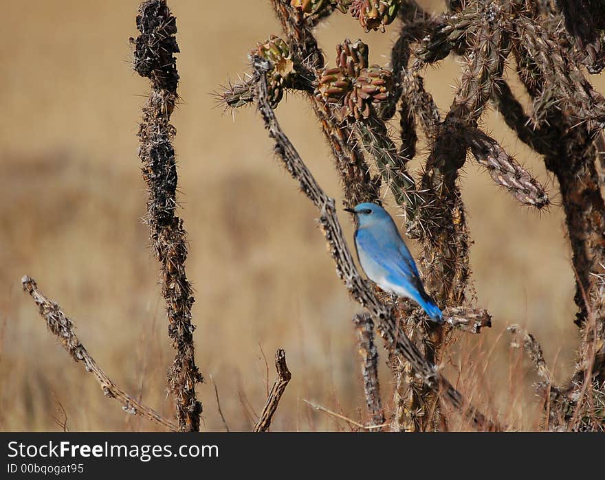 Rocky Mountain Bluebird