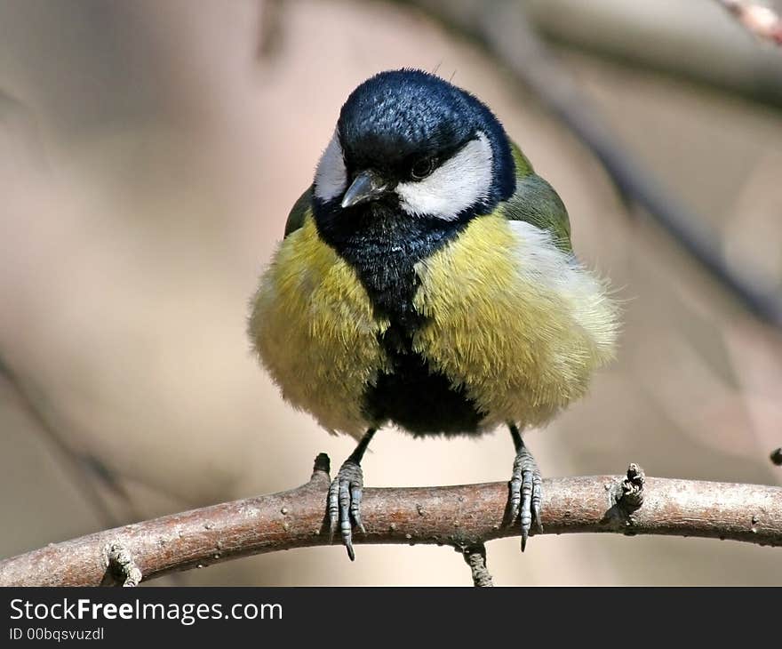 Titmouse on a bench