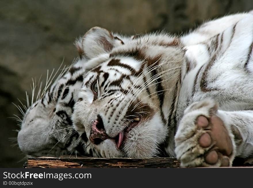 Two white tigers.