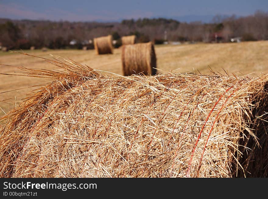 Up close in the fields