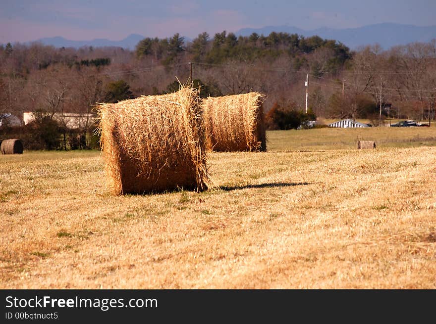 A closeup of a hay field. A closeup of a hay field