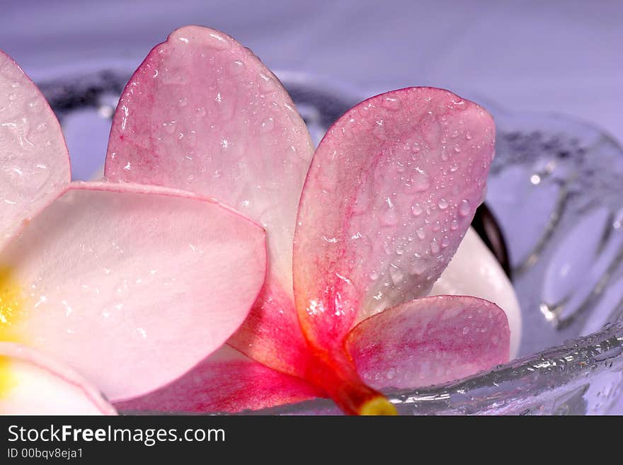 Frangipane Flowers And Pebbles In A Glass Bowl