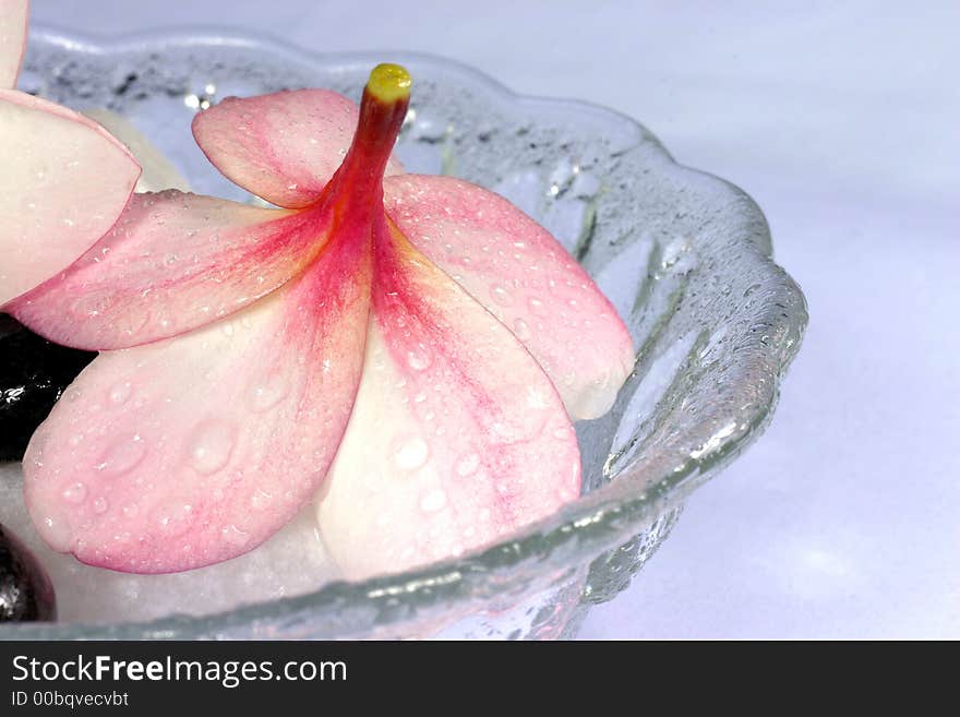 Frangipane flowers and pebbles in a glass bowl