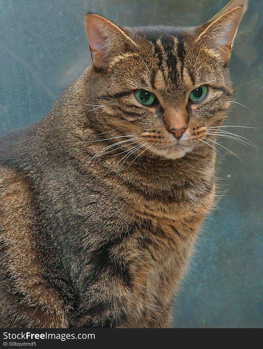 Candid portrait by window of Mama Tad with bounce and fill light; she was a local neighborhhod rescue, close to dying but got well with tlc, that unknown already had a litter outside,our dogs found one that we saved and kept. Stupidly we thought we just won,t let her out so no need need to spay her. WRONG! After recovering and completing nursing (with help of vetinary pablum) of the one little one we found, she got out once more. About two days later she returned; 9 weeks later under the dining room table she bore all 4 of our grandbabies; sleepy, slipper, bean, and Grey, Yep, we got them all. After ignoring our psych. results and sensible suggestions of getting them homes; which I had lined up by the way; she was spayed and still ours along with all the little ones; our ganbabies as we call them. Oh yea, we also have the Bobcat who you have a shot of with Birch (our best and Tad,s best dog friend. You also have a shot of the Bean; one of the ganbabies. OK, we're certifiable. Candid portrait by window of Mama Tad with bounce and fill light; she was a local neighborhhod rescue, close to dying but got well with tlc, that unknown already had a litter outside,our dogs found one that we saved and kept. Stupidly we thought we just won,t let her out so no need need to spay her. WRONG! After recovering and completing nursing (with help of vetinary pablum) of the one little one we found, she got out once more. About two days later she returned; 9 weeks later under the dining room table she bore all 4 of our grandbabies; sleepy, slipper, bean, and Grey, Yep, we got them all. After ignoring our psych. results and sensible suggestions of getting them homes; which I had lined up by the way; she was spayed and still ours along with all the little ones; our ganbabies as we call them. Oh yea, we also have the Bobcat who you have a shot of with Birch (our best and Tad,s best dog friend. You also have a shot of the Bean; one of the ganbabies. OK, we're certifiable.