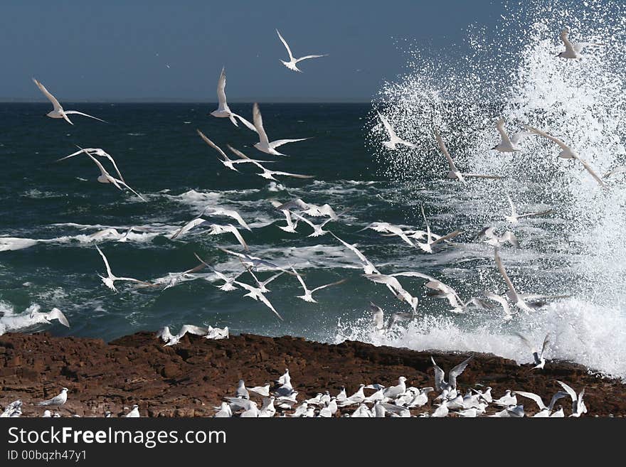 Swift Terns 1