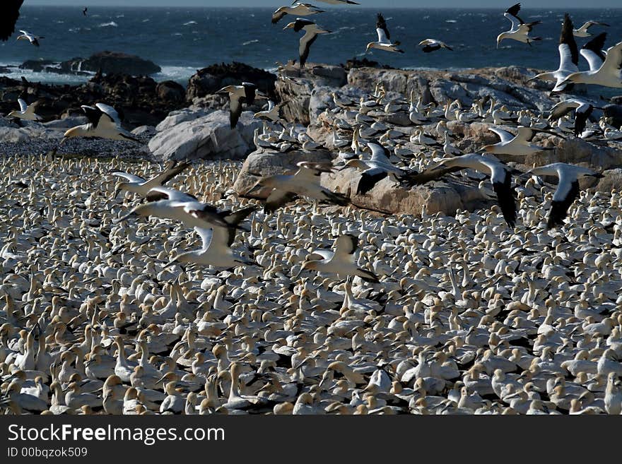 A flock of gannets at Bird Island , lamberts Bay, South Africa. A flock of gannets at Bird Island , lamberts Bay, South Africa.