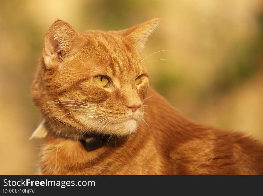 Ginger Cat