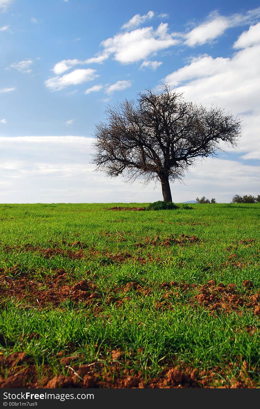 Spectacular landscape: green fields, blue sky, lonely tree