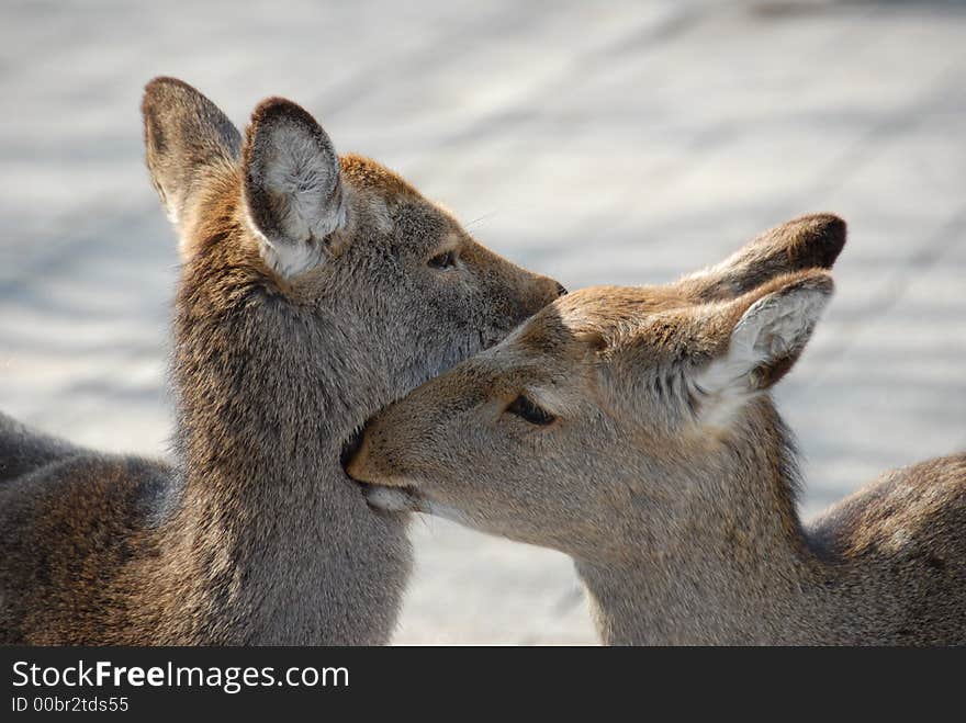 Deer considered a sacred animal in Japan and is common sight at Nara & Miyajima. Deer considered a sacred animal in Japan and is common sight at Nara & Miyajima