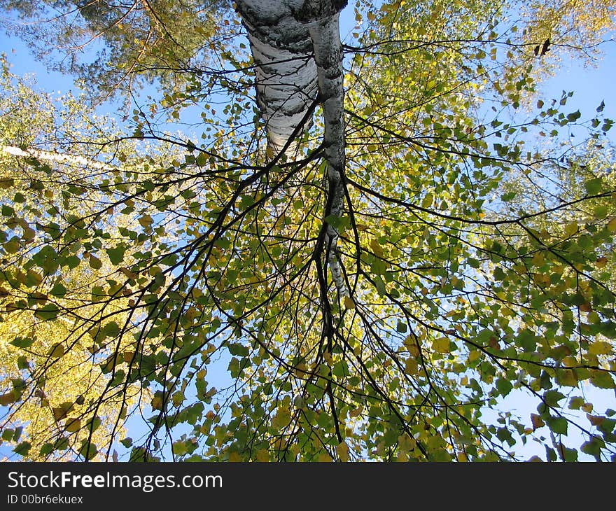 Birches and sky in forest