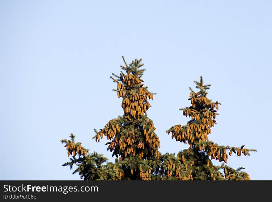 Pine Cones