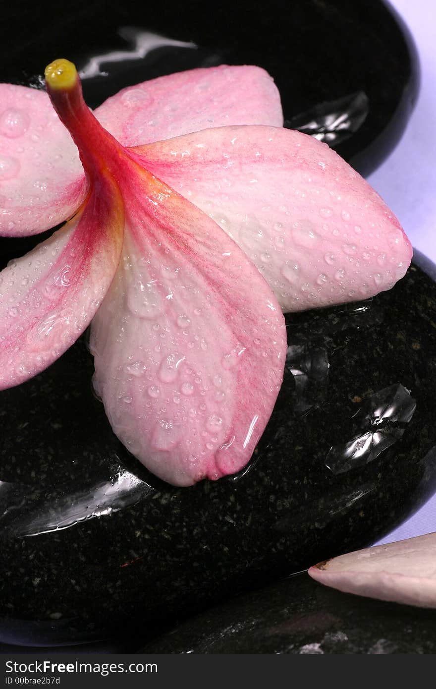 Frangipane flower and pebbles