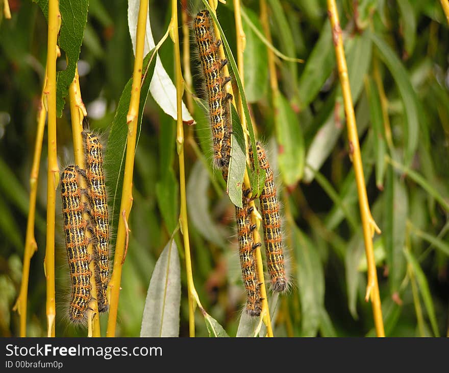 Caterpillar Invasion.