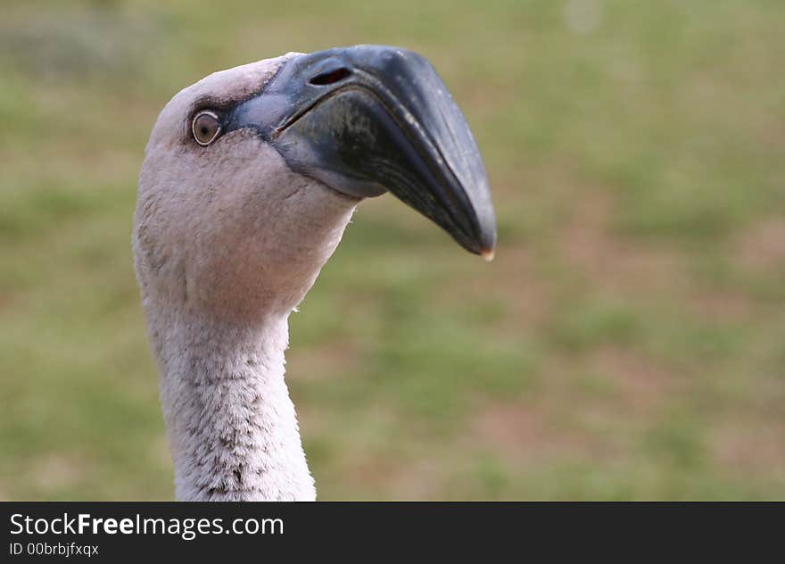 Closeup Of Young Flamingo S Head