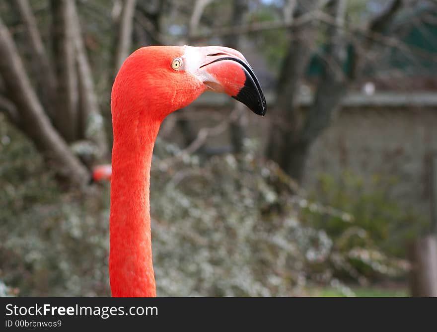 Closeup of flamingo s head