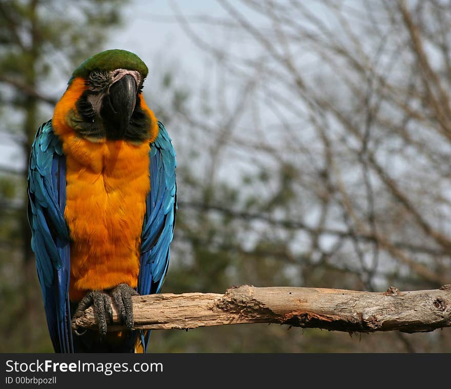 Brightly-colored Macaw on perch