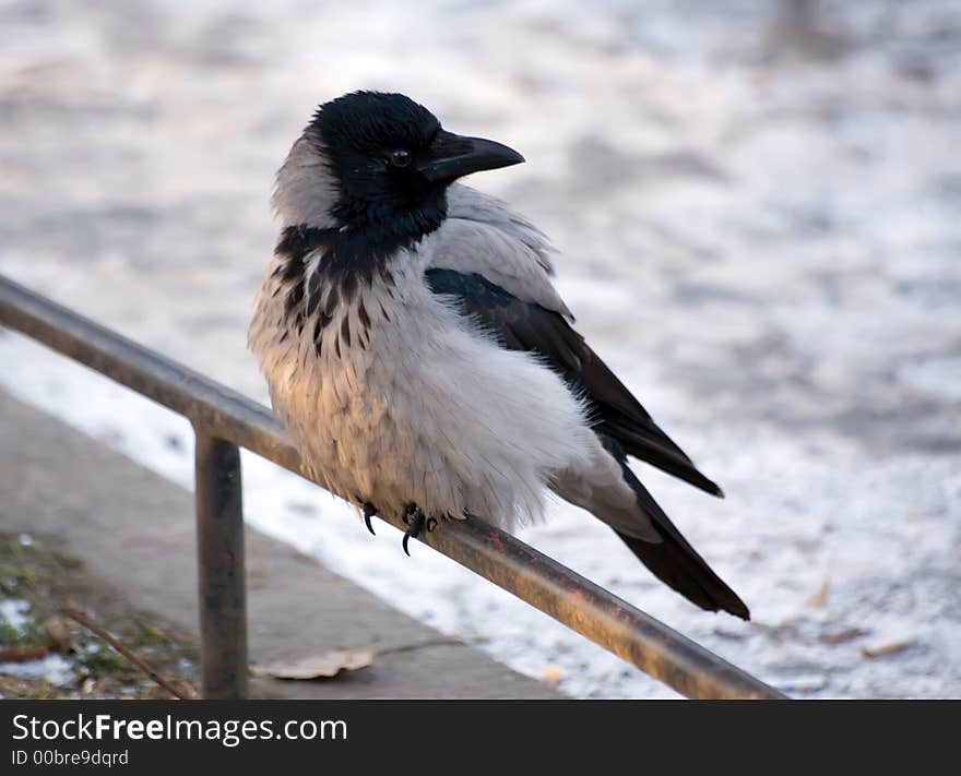 Posing a raven in park in St.-Petersburg in winter day. Posing a raven in park in St.-Petersburg in winter day