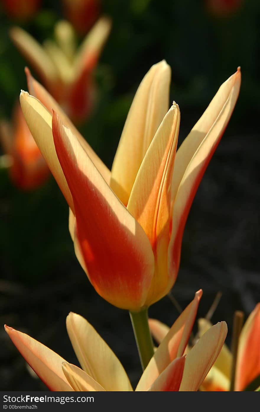 Tulip flowering