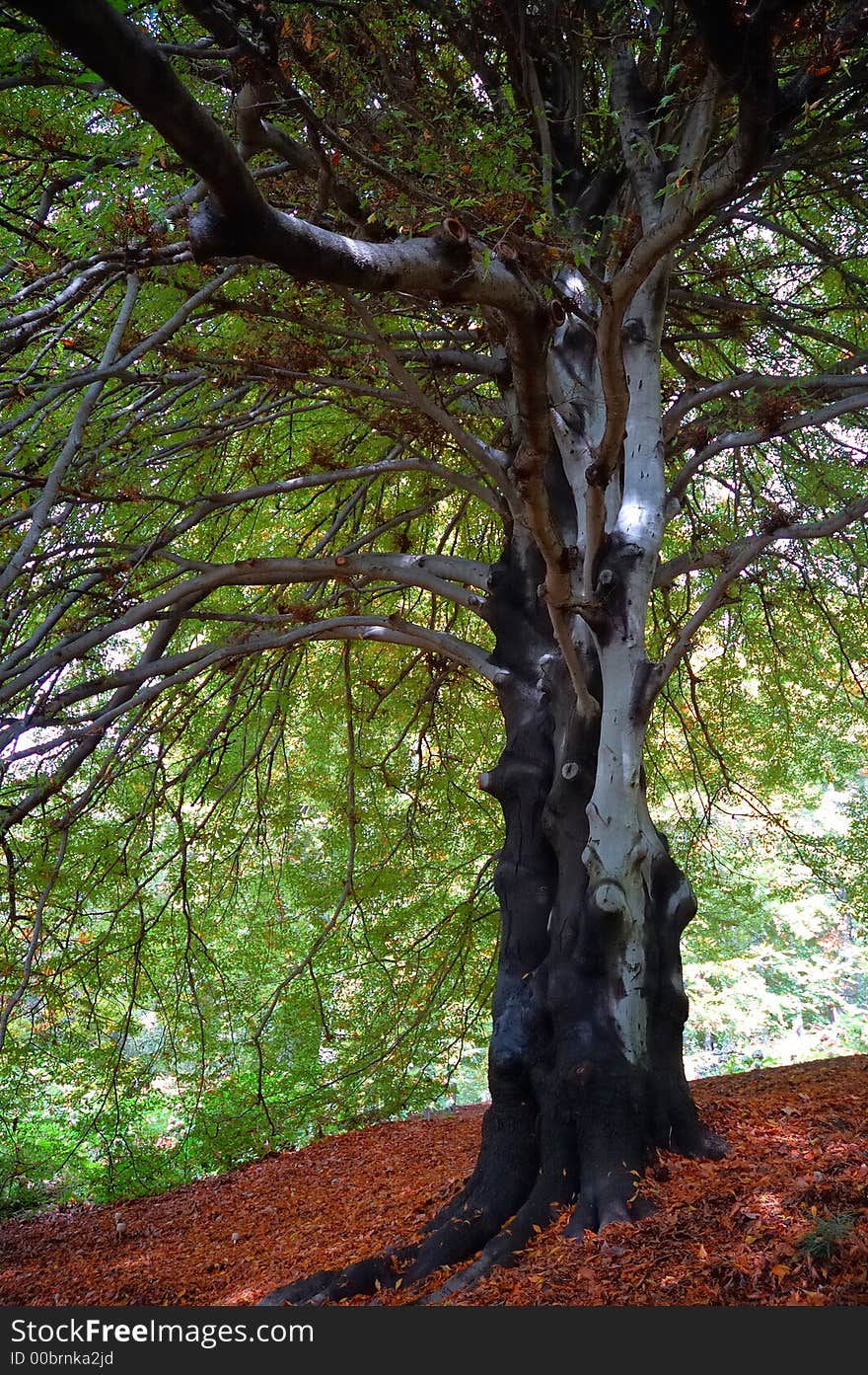 Tree View Upwards