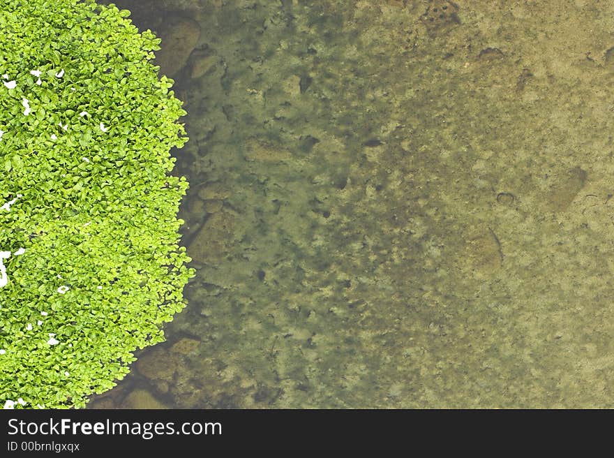 River plants shooted from top. suitable for covers, backgrounds and similar. photo can be rotated in any direction so the green border can be placed on left, top, right or bottom side. space for text. River plants shooted from top. suitable for covers, backgrounds and similar. photo can be rotated in any direction so the green border can be placed on left, top, right or bottom side. space for text