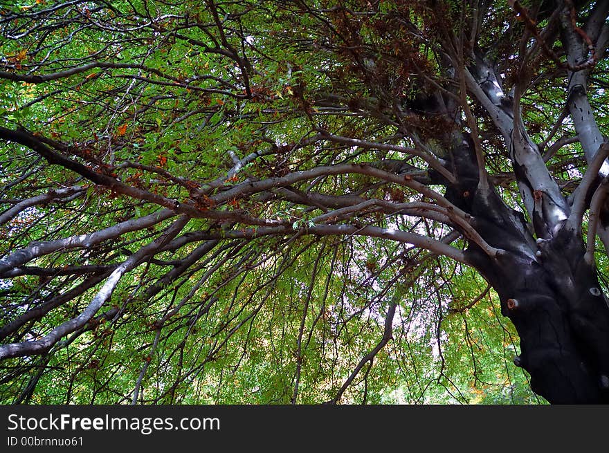 Tree view upwards 3