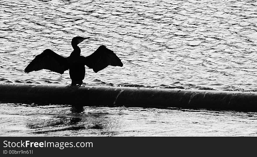 Cormerant silhouette; drying it's wings after fishing on the Tyne. Cormerant silhouette; drying it's wings after fishing on the Tyne