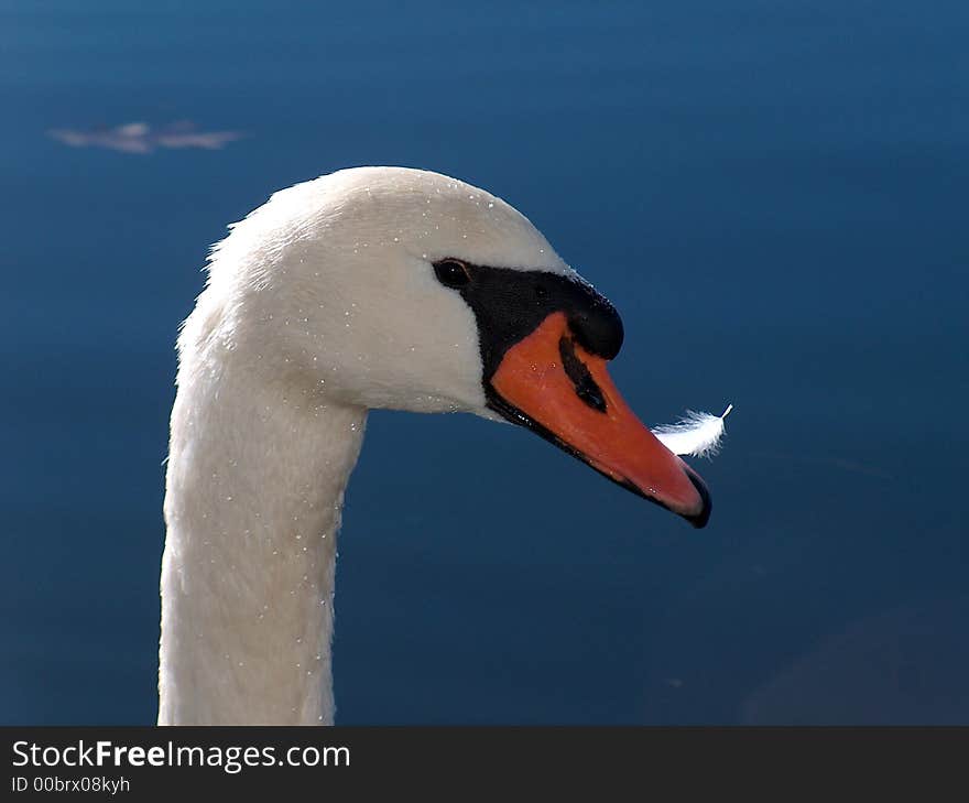 Morning Swan With Feather In Mouth